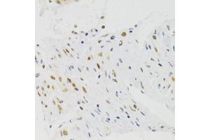 Immunohistochemistry of paraffin-embedded human stomach using NASP Antibody.