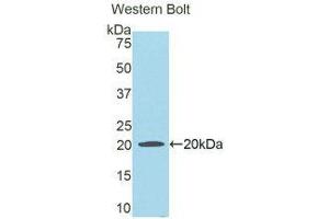 Western Blotting (WB) image for anti-Hemopexin (HPX) (AA 24-173) antibody (ABIN1859200) (Hemopexin anticorps  (AA 24-173))