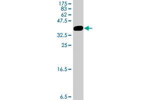Western Blot detection against Immunogen (34.
