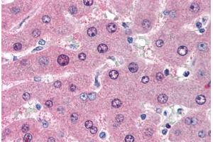 Human Liver (formalin-fixed, paraffin-embedded) stained with LIME1 antibody ABIN239826 at 10 ug/ml followed by biotinylated anti-mouse IgG secondary antibody ABIN481714, alkaline phosphatase-streptavidin and chromogen. (LIME anticorps  (AA 281-296))