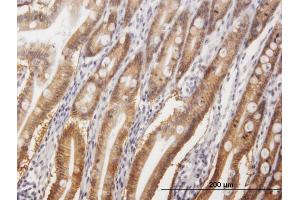 Immunoperoxidase of purified MaxPab antibody to GPA33 on formalin-fixed paraffin-embedded human small Intestine. (GPA33 anticorps  (AA 1-319))