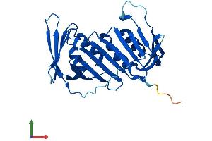 AlphaFold protein structure predicition of Human Recombinant PCNA Protein, UniprotID P12004