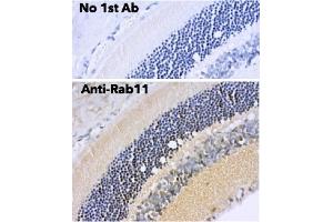 Immunohistochemistry (IHC) image for anti-RAB11A, Member RAS Oncogene Family (RAB11A) (C-Term) antibody (ABIN1440025)