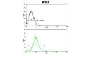 ND2 Antibody (N-term) (ABIN6244218 and ABIN6579056) flow cytometric analysis of k562 cells (bottom histogram) compared to a negative control cell (top histogram).