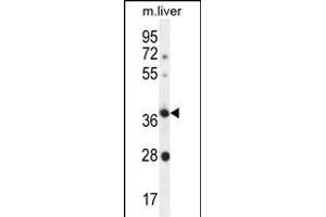 OR4A15 Antibody (C-term) (ABIN655924 and ABIN2845319) western blot analysis in mouse liver tissue lysates (35 μg/lane). (OR4A15 anticorps  (C-Term))