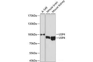 Western blot analysis of extracts of various cell lines using USP4 Polyclonal Antibody at dilution of 1:3000. (USP4 anticorps)