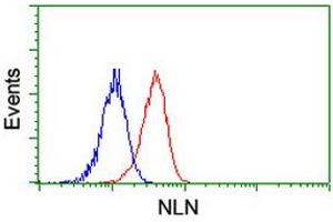 Image no. 8 for anti-Neurolysin (Metallopeptidase M3 Family) (NLN) antibody (ABIN1499710)