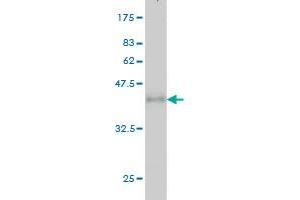 Western Blot detection against Immunogen (37.