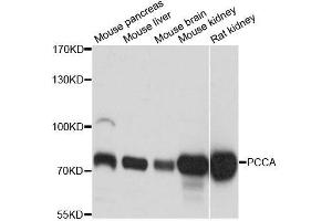 Western blot analysis of extracts of various cell lines, using PCCA antibody (ABIN5996235) at 1:3000 dilution. (PCCA anticorps)