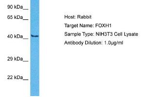 Host:  Rabbit  Target Name:  FOXH1  Sample Tissue:  Mouse NIH3T3 Whole Cell  Antibody Dilution:  1ug/ml
