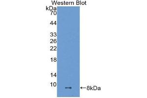 Western Blotting (WB) image for anti-ADAM Metallopeptidase with thrombospondin Type 1 Motif, 8 (ADAMTS8) (AA 832-889) antibody (ABIN1077728) (ADAMTS8 anticorps  (AA 832-889))