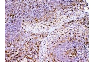IHC testing of FFPE mouse spleen tissue with ADA antibody at 1ug/ml. (ADA anticorps  (AA 2-238))
