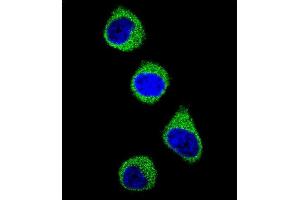 Confocal immunofluorescent analysis of MTHFD1 Antibody (Center ) f with 293 cell followed by Alexa Fluor 488-conjugated goat anti-rabbit lgG (green). (MTHFD1 anticorps  (AA 535-562))