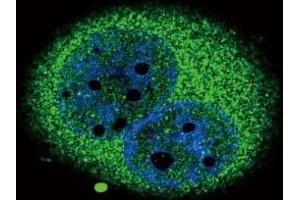 Confocal immunofluorescent analysis of IRF5 antibody with A549 cells followed by Alexa Fluor 488-conjugated goat anti-rabbit lgG (green).