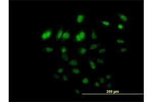 Immunofluorescence of purified MaxPab antibody to C8orf72 on HeLa cell. (FAM110B anticorps  (AA 1-370))