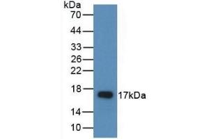 Detection of Recombinant AREG, Rat using Polyclonal Antibody to Amphiregulin (AREG)