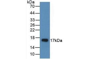 Detection of Recombinant AREG, Rat using Polyclonal Antibody to Amphiregulin (AREG) (Amphiregulin anticorps  (AA 97-243))