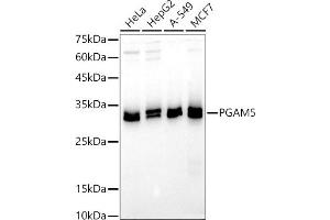 Western blot analysis of extracts of various cell lines, using PG antibody (ABIN7269317) at 1:500 dilution. (PGAM5 anticorps  (AA 30-225))