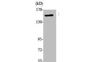 Western Blot analysis of K562 cells using EEA1 Polyclonal Antibody (EEA1 anticorps  (N-Term))