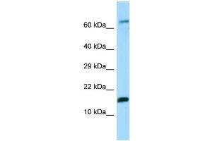 WB Suggested Anti-Hbe1 Antibody Titration: 1. (Hemoglobin, epsilon 1 (HBe1) (N-Term) anticorps)