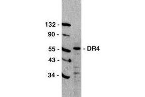 Western blot analysis of DR4 in HeLa cell lysate with DR4 antibody at 1μg/ml. (TNFRSF10A anticorps)