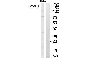 Western blot analysis of extracts from HeLa cells, using IQGAP1 antibody. (IQGAP1 anticorps  (N-Term))