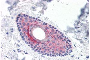 Human Skin, Hair Follicle (formalin-fixed, paraffin-embedded) stained with LYPD3 antibody ABIN351429 at 15 ug/ml followed by biotinylated goat anti-rabbit IgG secondary antibody ABIN481713, alkaline phosphatase-streptavidin and chromogen. (LYPD3 anticorps  (C-Term))