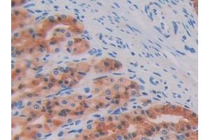 Detection of SIGIRR in Rat Stomach Tissue using Polyclonal Antibody to Single Ig IL1 Related Receptor (SIGIRR)