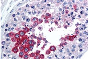 Human Testis (formalin-fixed, paraffin-embedded) stained with TAAR1 antibody ABIN290213 at 10 ug/ml followed by biotinylated goat anti-rabbit IgG secondary antibody ABIN481713, alkaline phosphatase-streptavidin and chromogen. (TAAR1 anticorps  (AA 225-250))