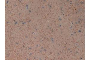 DAB staining on IHC-P; Samples: General Stomach Tissue) (GIP anticorps)