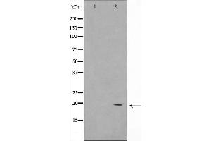 Western blot analysis on K562 cell lysate using COX42 Antibody，The lane on the left is treated with the antigen-specific peptide. (COX4I2 anticorps  (Internal Region))