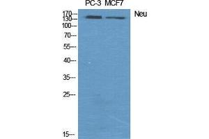 Western Blot (WB) analysis of specific cells using Neu Polyclonal Antibody. (NEURL anticorps  (Ser354))