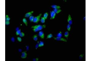 Immunofluorescence staining of Hela cells with ABIN7152369 at 1:100, counter-stained with DAPI.