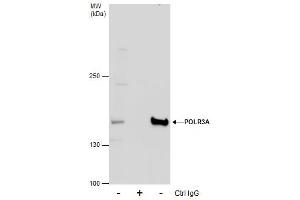 IP Image Immunoprecipitation of POLR3A protein from SK-N-SH whole cell extracts using 5 μg of POLR3A antibody, Western blot analysis was performed using POLR3A antibody, EasyBlot anti-Rabbit IgG  was used as a secondary reagent. (POLR3A anticorps  (N-Term))
