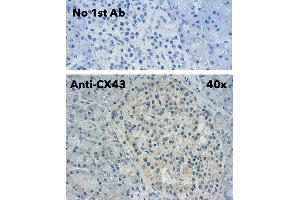 Immunohistochemistry (IHC) image for anti-Gap Junction Protein, alpha 1, 43kDa (GJA1) (C-Term) antibody (ABIN1440034)