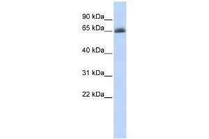 UGT2B15 antibody used at 1 ug/ml to detect target protein. (UGT2B15 anticorps  (N-Term))