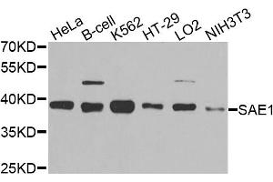 Western blot analysis of extracts of various cell lines, using SAE1 antibody. (SAE1 anticorps)