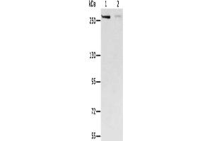 Gel: 6 % SDS-PAGE, Lysate: 40 μg, Lane 1-2: Hela cells, 293T cells, Primary antibody: ABIN7130197(MCM3AP Antibody) at dilution 1/250, Secondary antibody: Goat anti rabbit IgG at 1/8000 dilution, Exposure time: 20 seconds (GANP anticorps)