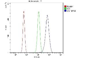 Flow Cytometry analysis of RAW264. (OGT anticorps  (C-Term))