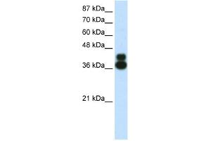 WB Suggested Anti-FOXJ1 Antibody Titration:  0. (FOXJ1 anticorps  (N-Term))