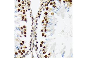 Immunohistochemistry of paraffin-embedded rat testis using PTBP2 Rabbit mAb (ABIN7269465) at dilution of 1:100 (40x lens). (PTBP2 anticorps)