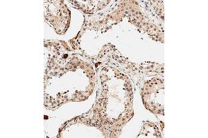 Immunohistochemical analysis of C on paraffin-embedded human testis tissue was performed on the Leica®BOND RXm. (PDCD4 anticorps  (AA 121-149))