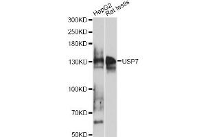 Western blot analysis of extracts of various cell lines, using USP7 antibody (ABIN6293331) at 1:1000 dilution. (USP7 anticorps)