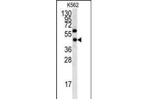 Western blot analysis of LYAR antibody (N-term) (ABIN391498 and ABIN2841463) in K562 cell line lysates (35 μg/lane). (LYAR anticorps  (N-Term))