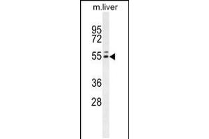 Western blot analysis in mouse liver tissue lysates (35ug/lane). (INSC anticorps  (C-Term))