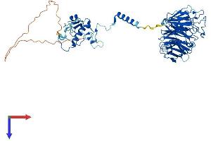 AlphaFold protein structure predicition of Human Recombinant CDC40 Protein, UniprotID O60508