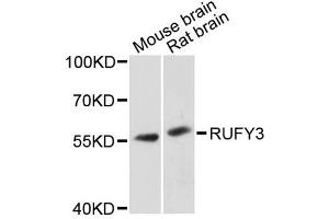 Western blot analysis of extracts of various cell lines, using RUFY3 antibody. (RUFY3 anticorps)