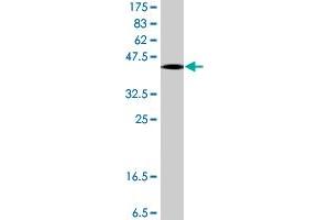 Western Blot detection against Immunogen (37.