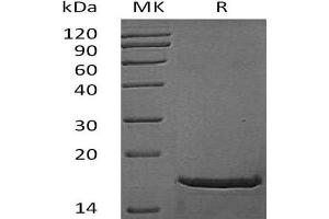 Western Blotting (WB) image for Fibroblast Growth Factor 2 (Basic) (FGF2) (Active) protein (ABIN7320526) (FGF2 Protéine)