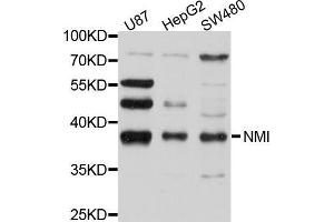 Western blot analysis of extracts of various cell lines, using NMI antibody (ABIN5998359) at 1/1000 dilution. (NMI anticorps)